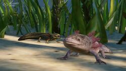 American Alligator, Planet Zoo Wiki