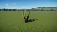 Organ Pipe Cactus 3