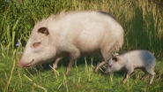 Leucisticjavelina.png (881 KB) Leucistic Collared Peccary