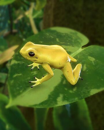 Golden frog