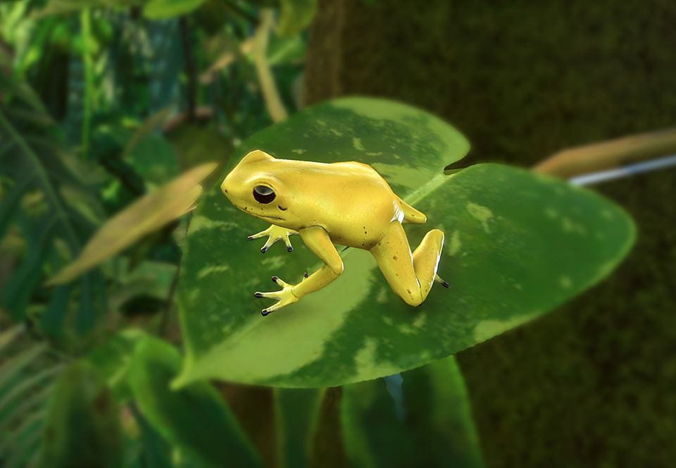 golden poison dart frog eating