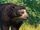 Spectacled Bear