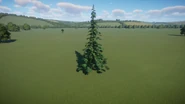 Black Spruce Tree 03