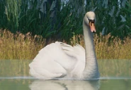 Muteswanzoopedia.jpg (42 KB) Base Mute Swan