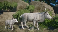Leucistic reindeer.png (982 KB) Leucistic Reindeer