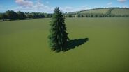 Yellow Cedar 1