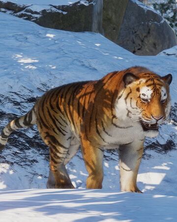 siberian tigers pictures