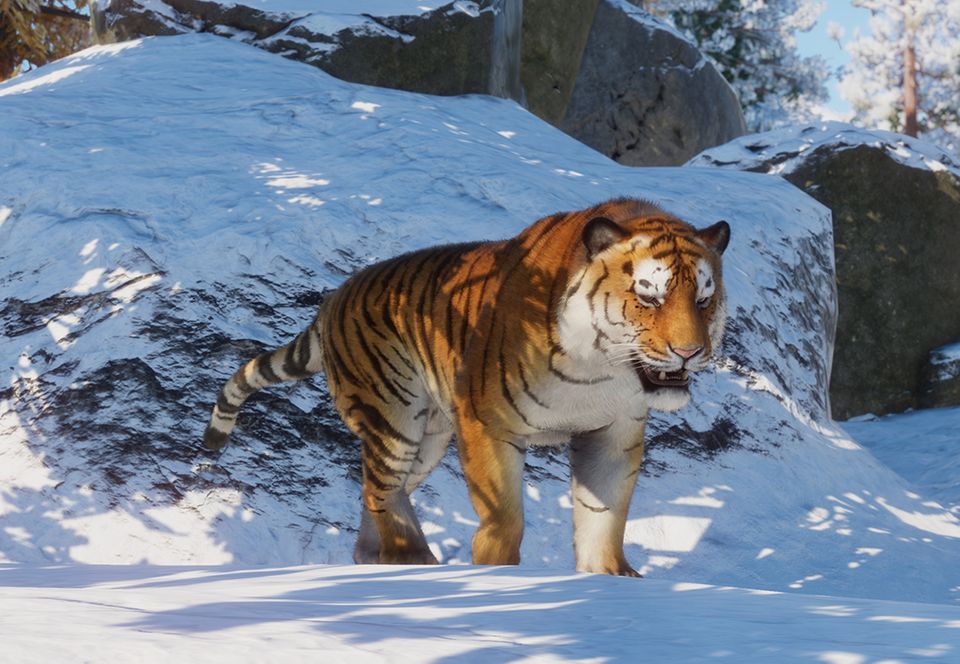 Siberian tiger, Size, Habitat, Population, & Facts