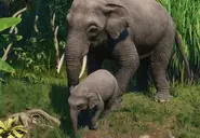 BorneanElephantzoopedia.webp (429 KB) Base Bornean Elephant