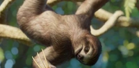 IconBrownThroatedSloth