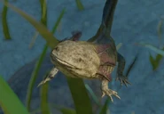 Axolotlzoopedia.jpg (27 KB) Base Axolotl