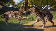 First reveal of the Ocelot