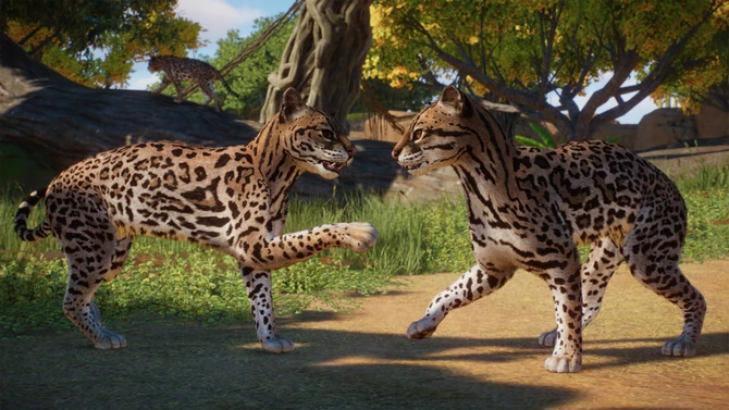 The Ocelot!