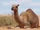 Dromedary Camel