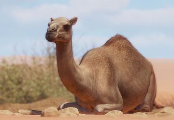 Dehydration In Camels During Capture And Chemical, 60% OFF