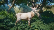 LeucisticRedDeer.png (1.01 MB) Leucistic Red Deer Buck