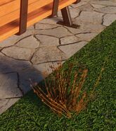 Small Parched Red Oat Grass