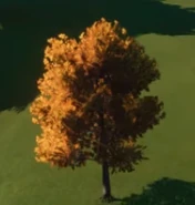 SugarMaple1.png (57 KB) Sugar Maple Tree 01