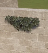 VariegatedIvyHangingDense.jpg (53 KB) Variegated Ivy Hanging Dense