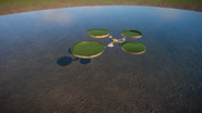 Amazon Water Lily 03