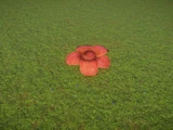 Rafflesia