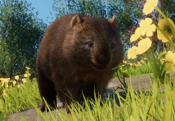 Common Wombat | Planet Zoo Wiki | Fandom