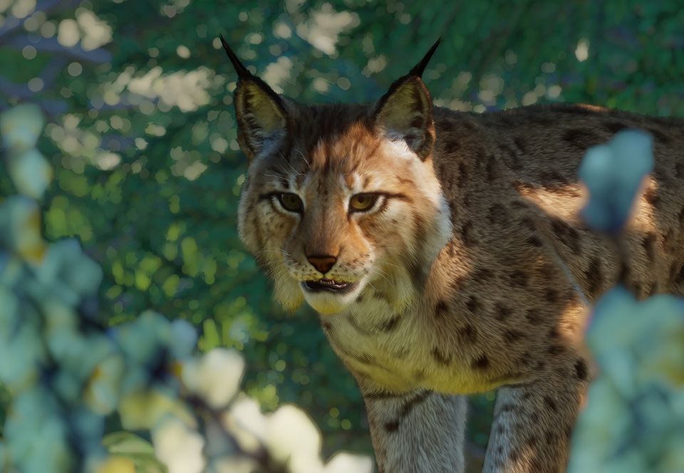 Lynx, Description, Size, Habitat, & Facts