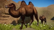 BrownBactrian.png (904 KB) Dark Brown Bactrian Camel