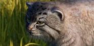 Base Pallas's Cat