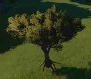 Polylepis Tree 01