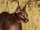 Caracal
