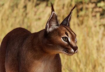 Caracal - Wikipedia