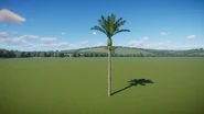 Nīkau Palm 03