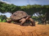 Aldabra Giant Tortoise