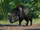 Collared Peccary