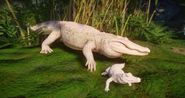 Albino American Alligator