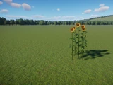 Common Sunflower
