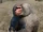 Hamadryas Baboon