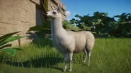 Leucistic llama.png (846 KB) Leucistic Llama*