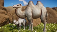 LeucisticBactrian.png (895 KB) Leucistic Bactrian Camel