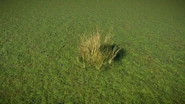 Drydrinns.jpg (685 KB) Small Dry Drinn Grass