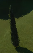 Cypress Tree 02