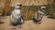 LeucisticLittlePenguin.png (807 KB) Leucistic Little Penguin