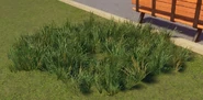 Large Buffalo Grass