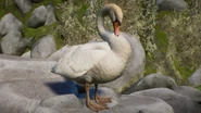 LeucisticSwan.png (893 KB) Leucistic Mute Swan