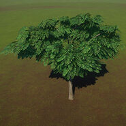 Arbre de grattage tamarinier