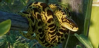 IconYellowAnaconda