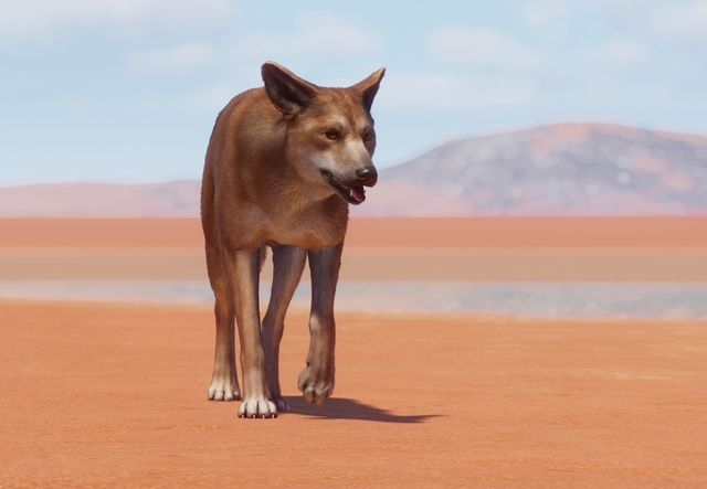 Dingo, Diet, Habitat, & Facts