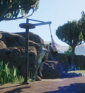 A Cheetah using the feeder
