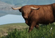 HighlandCattleZoopedia.png (606 KB) Base Highland Cattle